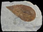 Fossil Hackberry Leaf - Montana #52234-1